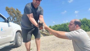 Tarsus’ta köprü altındaki yavru 8 köpek kurtarıldı