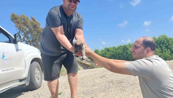 Tarsus’ta köprü altındaki yavru 8 köpek kurtarıldı