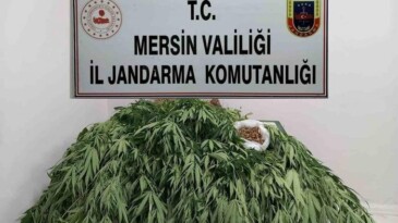 Mersin’de 341 kök kenevir ele geçirildi