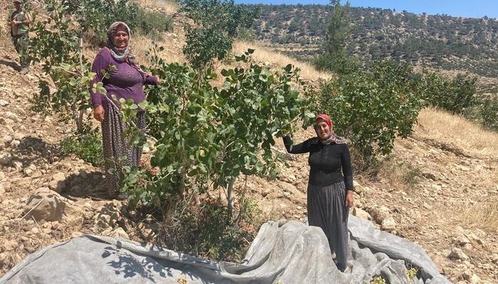 Mut’ta Antep fıstığı hasadı başladı