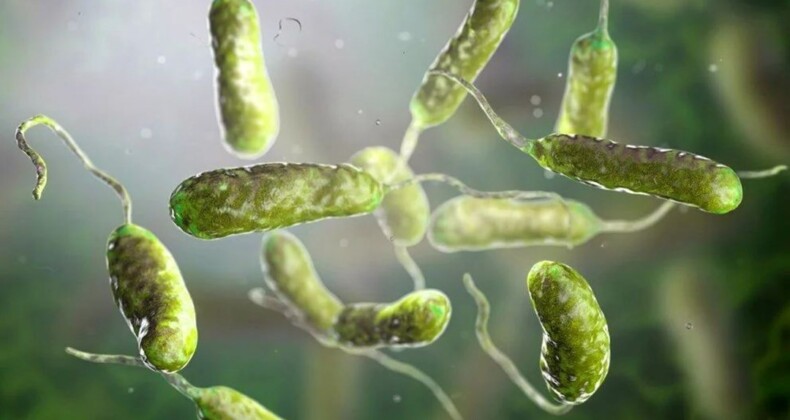 Sıtmayla mücadele edebilecek bakteri ‘şans eseri’ keşfedildi