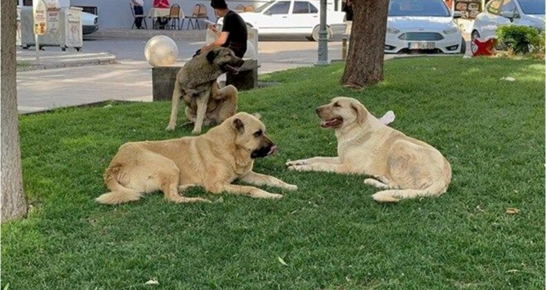 Silivri’de sahipsiz köpeğin saldırısına uğrayan çocuk yüzünden yaralandı