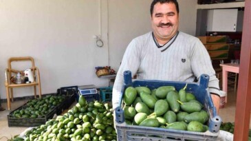 Avokado üreticileri hasat yaptı